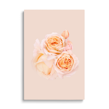 2 ROSES